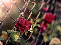 天蝎座最克制哪个星座