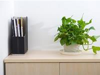 电脑桌上摆放什么植物风水最佳