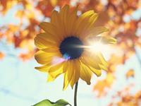 狮子座讨厌一个人的方式