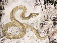 生肖蛇最受不了恋人什么行为