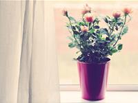 狮子座最不可告人的秘密