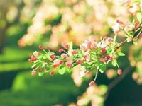 狮子座最让人鄙视的性格