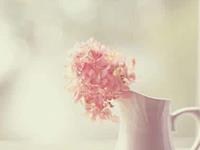 浮图塔2017年8月份生肖虎运程