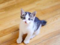 闹闹女巫店2017年8月星座运势