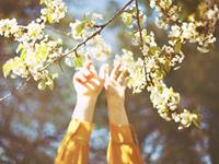 2017下半年需谨防烂桃花的生肖