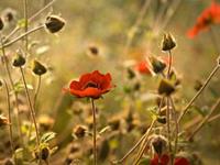 水瓶座讨厌和哪个星座做朋友