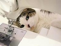 YAO叔2017年9月白羊座运势