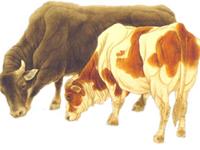 1985年属牛的人2019年运势及运程大全解析