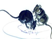 2018年属鼠人怎么提升财运