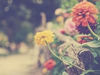 泓翔2017年10月生肖龙感情运势