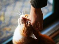 A微日记2017年10月巨蟹座运势