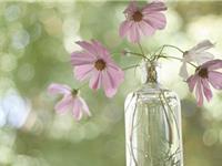 张盛舒生肖虎2017年11月运势