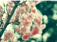 紫微斗数天机星2017年11月爱情运势