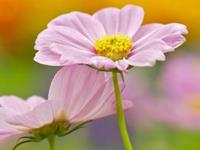 盘点：初恋是这些星座的很苦涩