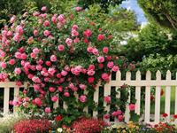 泓翔2017年11月生肖猴人际关系运势