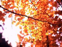 泓翔2017年11月生肖牛财气运势