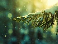 泓翔2017年11月生肖猴事业运势