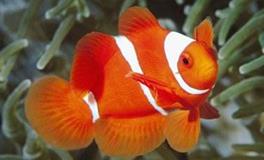 风水鱼应该怎么养