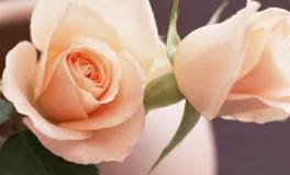 为了爱放弃一切的星座