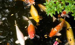 苏珊米勒今日运势2017年11月14日