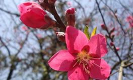 桃花风水告诉你适合从事什么工作