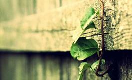 狮子座最令人讨厌的地方