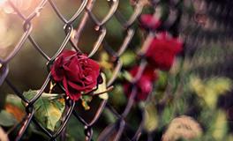 双子座傻蛋排第几名