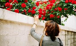 郑博士2017年12月生肖羊桃花运