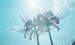 天秤座的克星星座