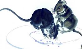 易玄生肖鼠一周运势（11.27-12.3）