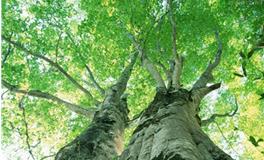 五行属性为木的汉字大全