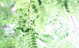 吴宽之2018年生肖龙运势