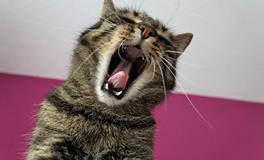 占卜你最近会遇到什么样的麻烦