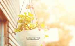 泓翔2018年生肖鼠运势