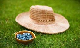 泓翔2018年生肖蛇运势