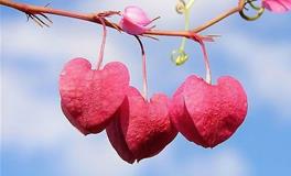 浮图塔一周生肖兔运势(12.25-12.31）