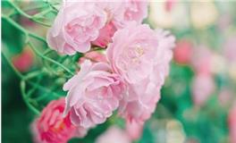 水则堂2017年12月28日生肖运势