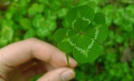 水则堂2017年12月31日生肖运势