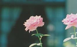 董易林2018年1月6日生肖运势