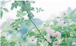 七星堂一周生肖鸡运势（1.22-1.28）