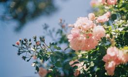 羲邑师姐生肖鼠一周运势（1.22-1.28）