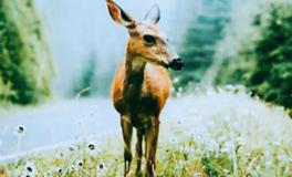 彼特2018年十二星座运势