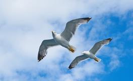 羲邑师姐生肖兔一周运势（1.29-2.4）