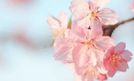 七星堂一周生肖鸡运势（1.29-2.4）