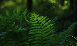 Alex狮子座一周运势（2.5-2.11）