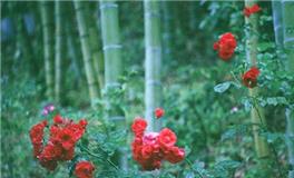 铃兰一周塔罗感情运势（2.19.-2.25）