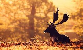 裴恩2018年3月十二星座运势