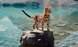 浮图塔一周生肖虎运势(3.5-3.11）