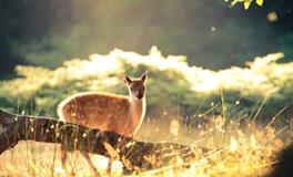 YAO叔狮子座一周运势（3.12-3.18）