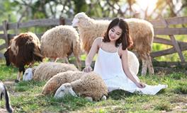 梦见羊是什么意思？梦里有三只羊的最好！